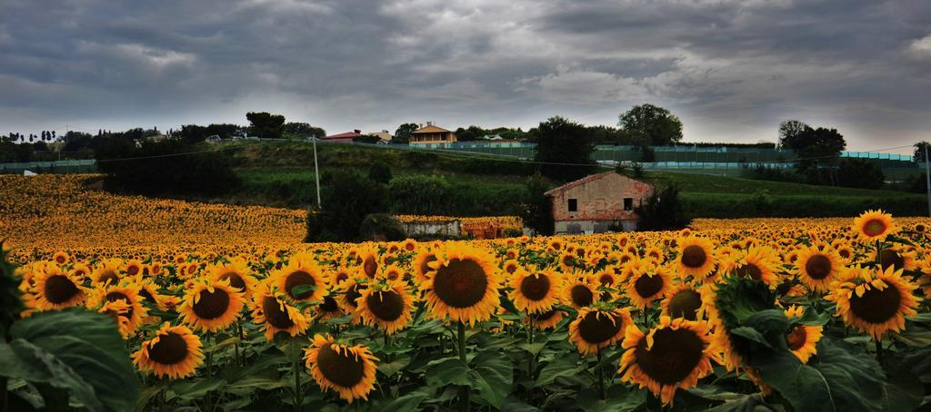 Casale Il Cerqueto Bed & Breakfast San Severino Marche Dış mekan fotoğraf