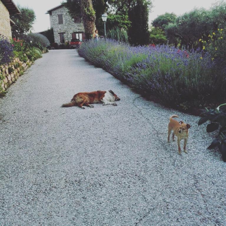 Casale Il Cerqueto Bed & Breakfast San Severino Marche Dış mekan fotoğraf